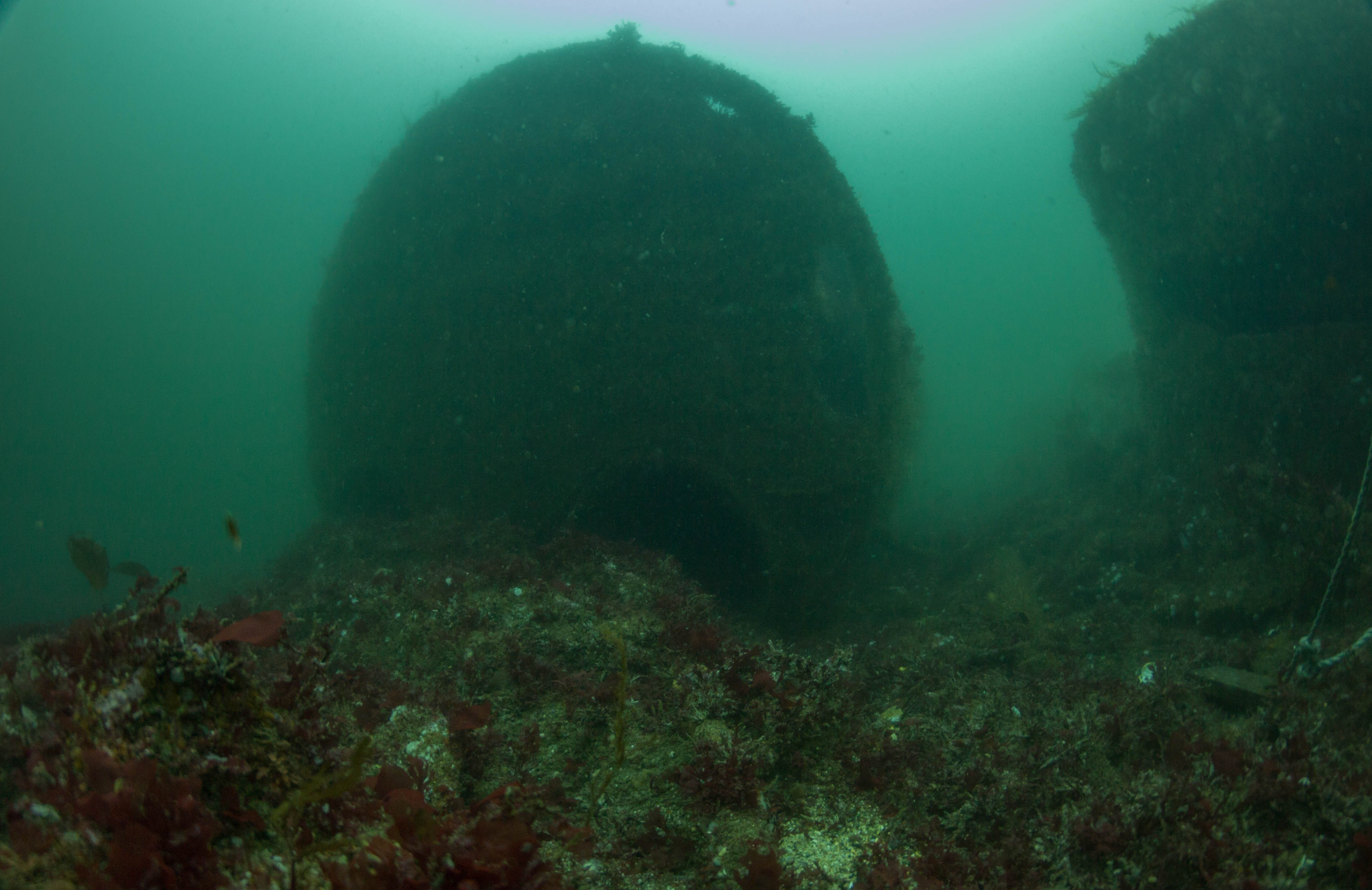 labrador1 Fyne Pioneer